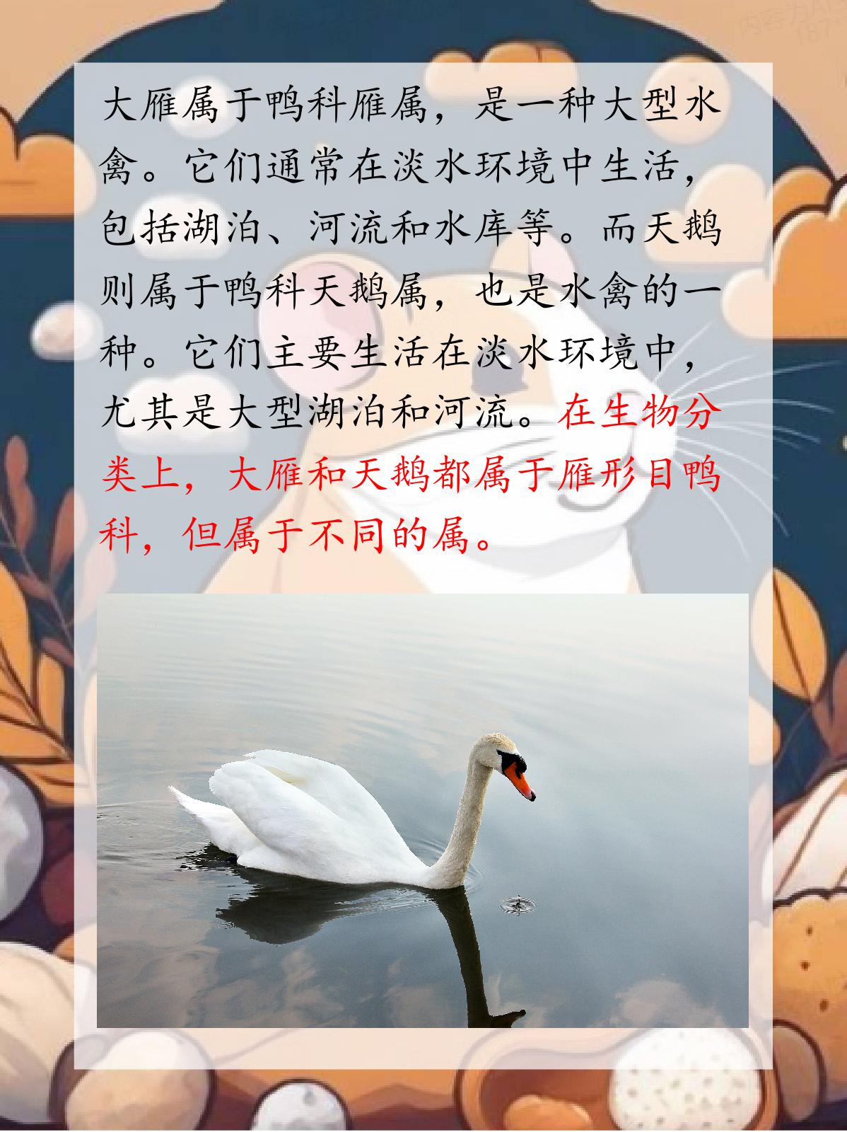 大雁是天鹅吗