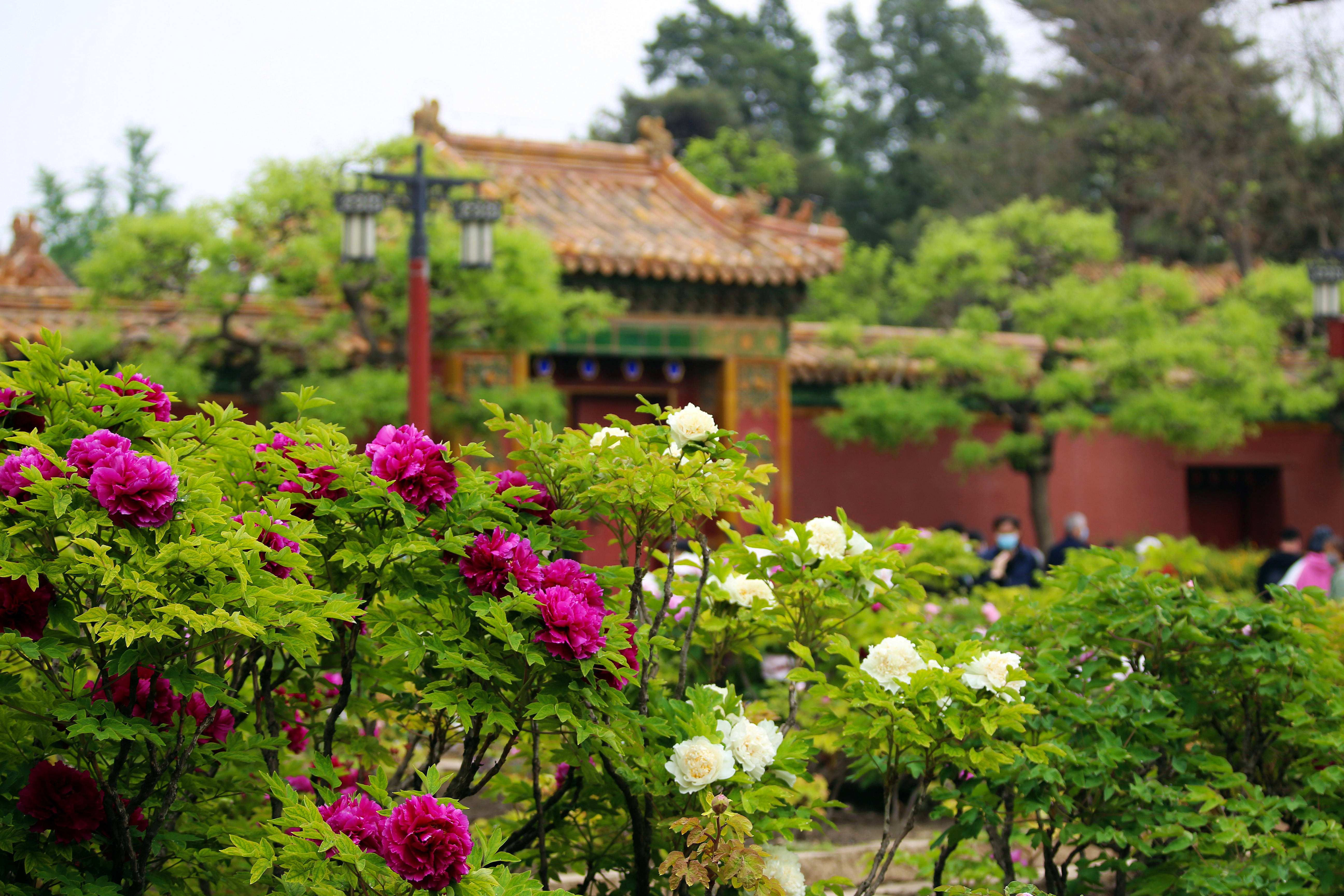 北京的雅号是什么