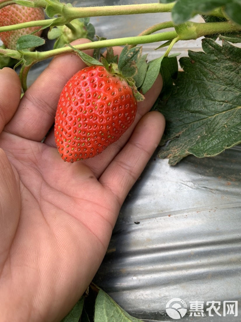 章姬草莓介绍